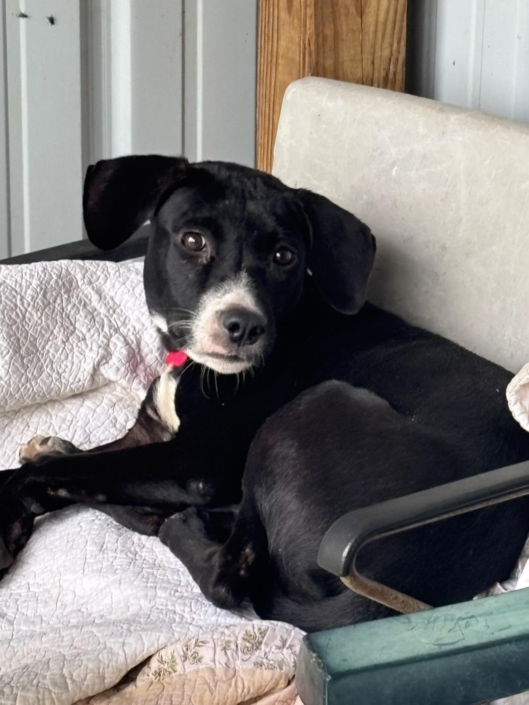 Enlarge Everly, a Adoptable mixed breed in Marengo, IL image 4/6