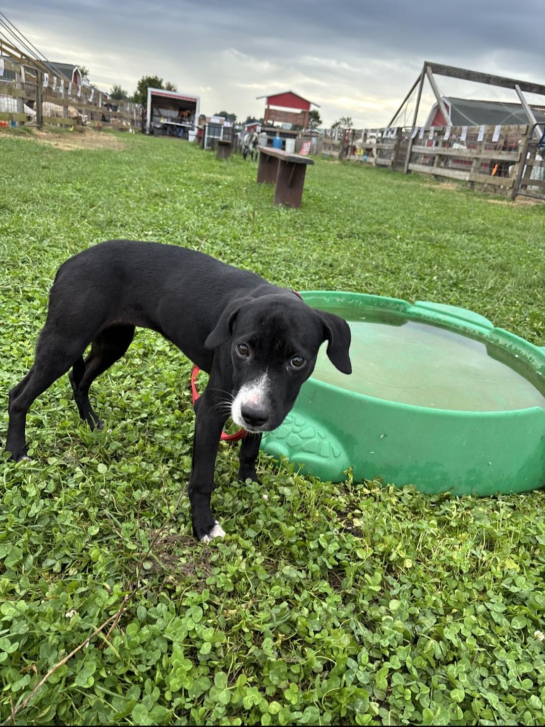 Enlarge Everly, a Adoptable mixed breed in Marengo, IL image 2/6