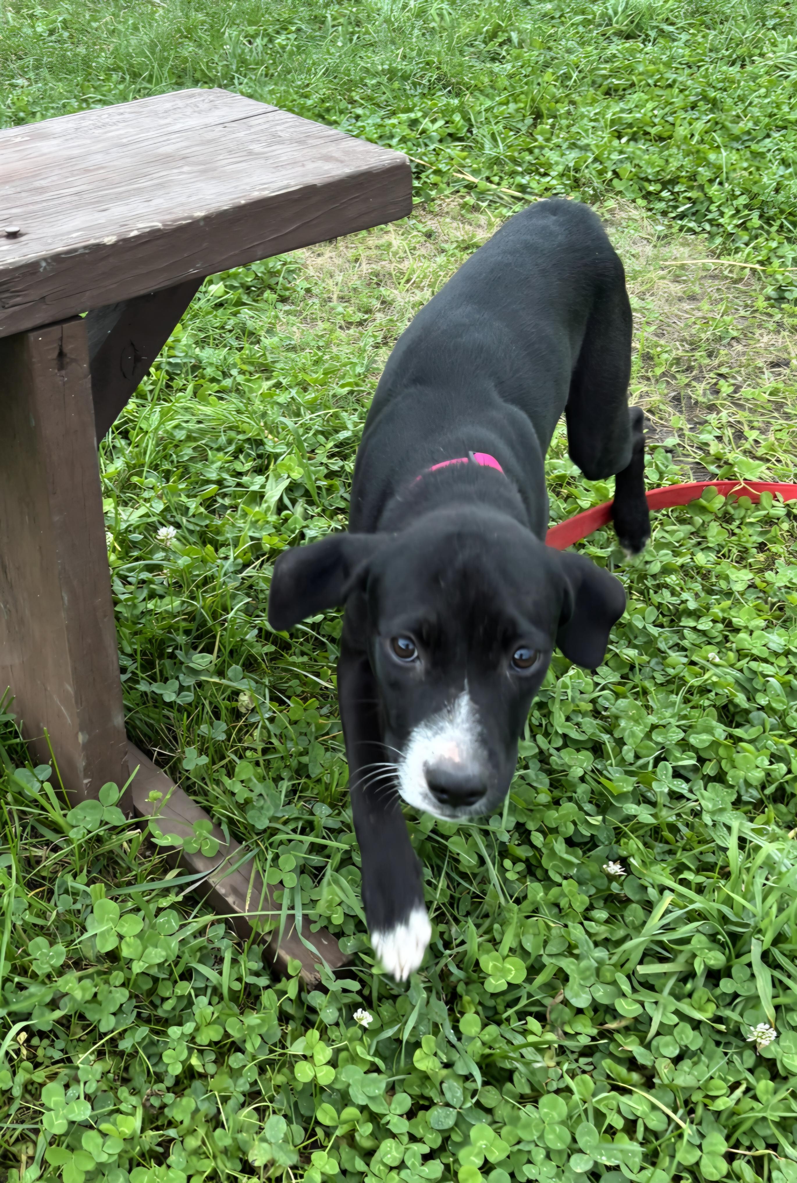 Enlarge Everly, a Adoptable mixed breed in Marengo, IL image 3/6
