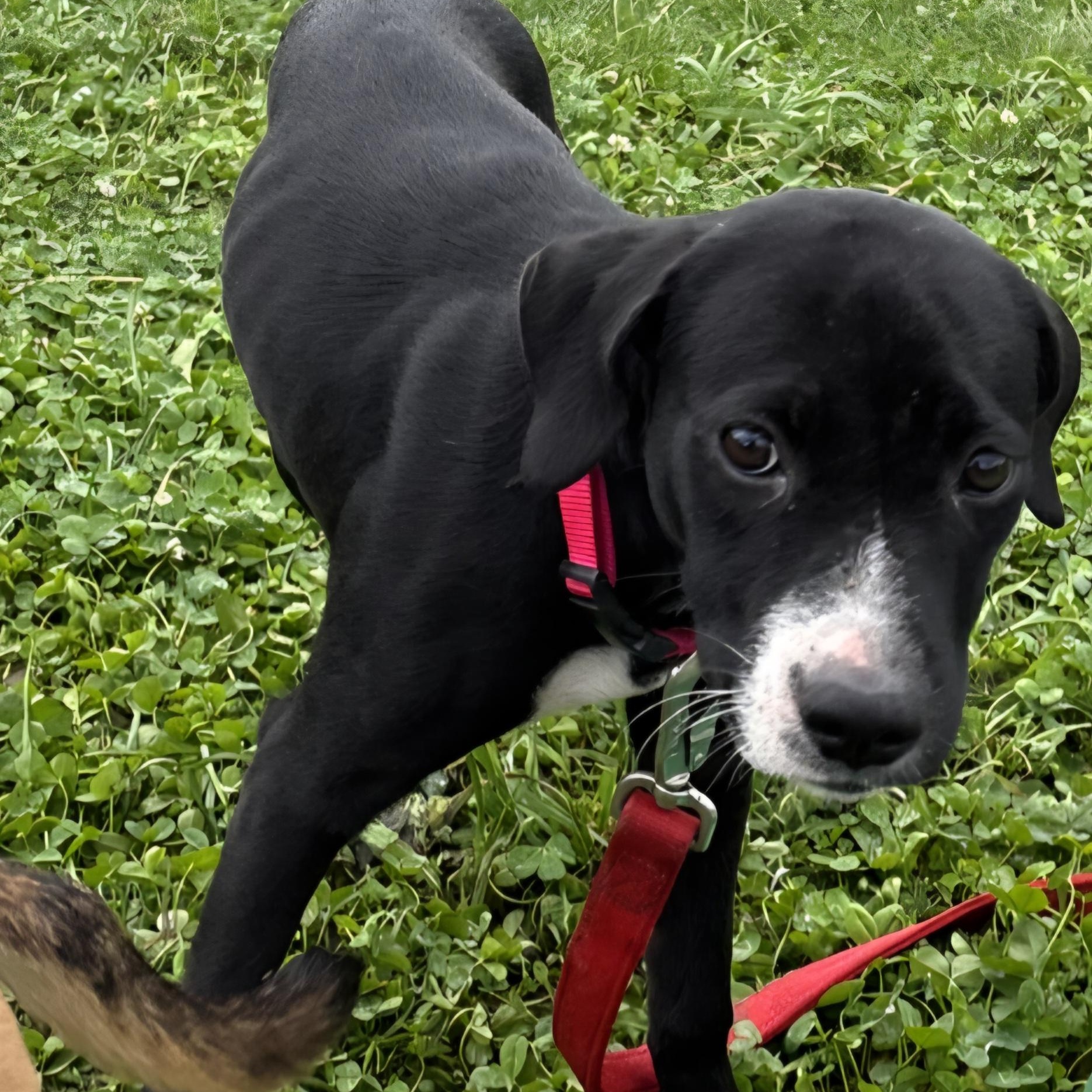 Enlarge Everly, a Adoptable mixed breed in Marengo, IL image 1/6