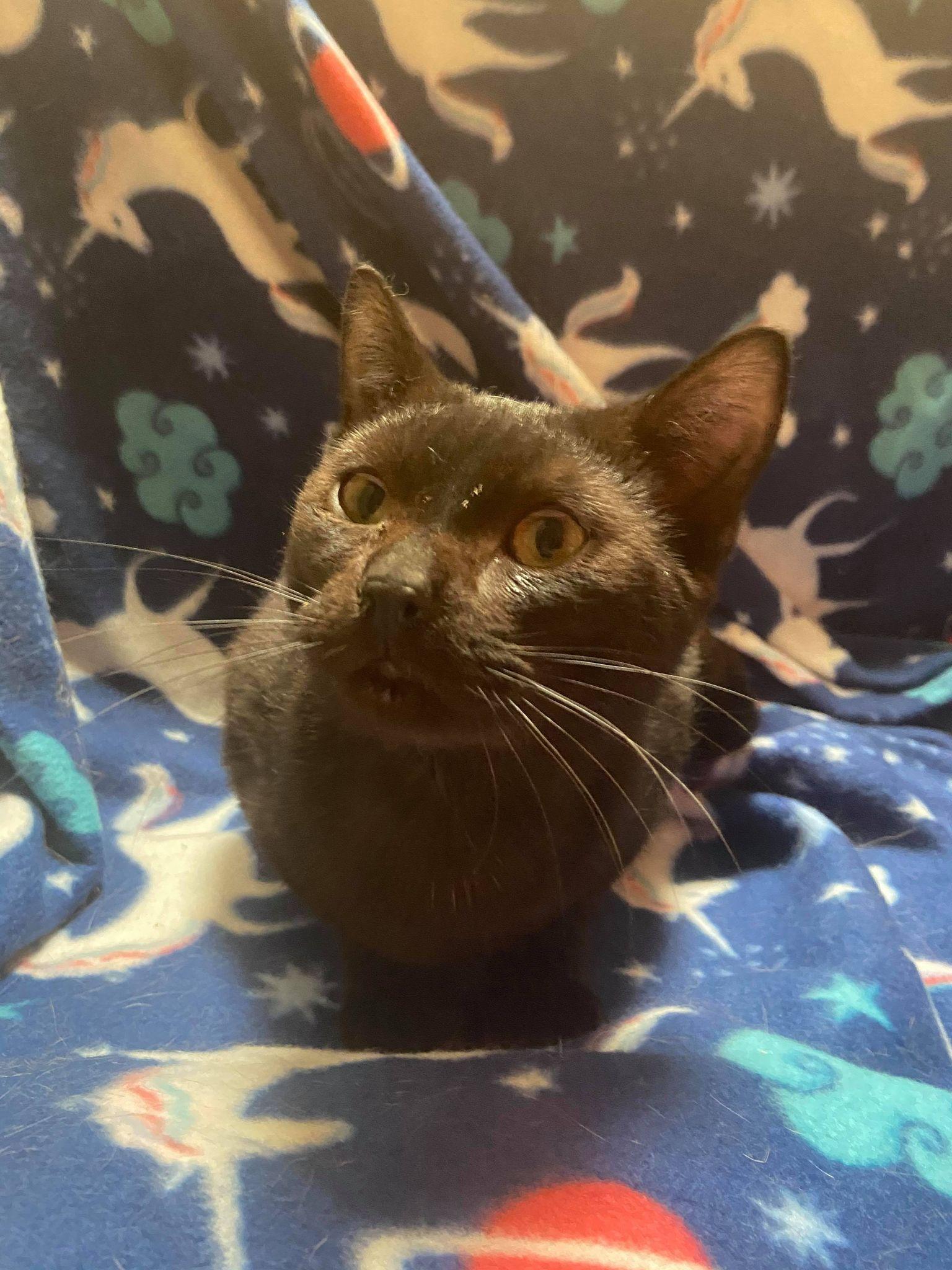 Enlarge Fletcher, a Adoptable Domestic Short Hair in Burton, MI image 1/1