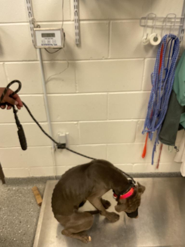 Ziggy, Adoptable, Young Female Pit Bull Terrier.