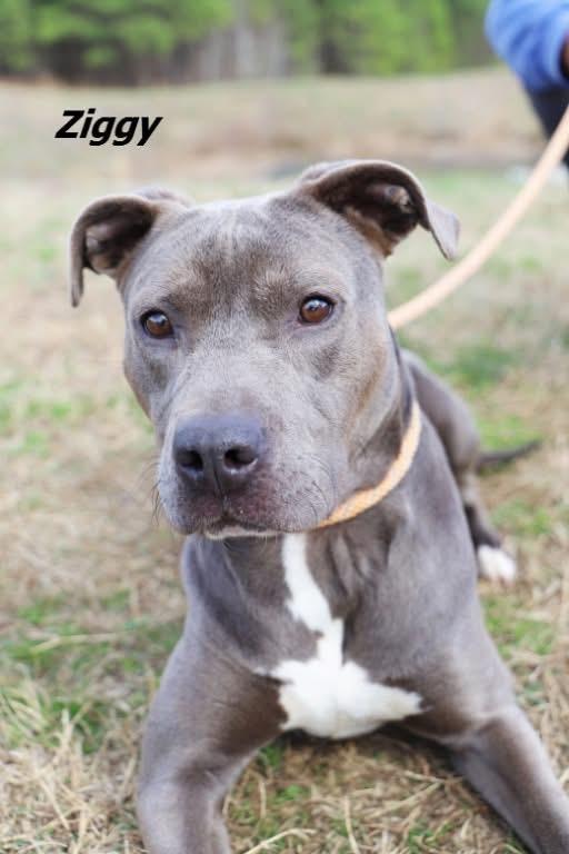 Ziggy, Adoptable, Young Female Pit Bull Terrier.