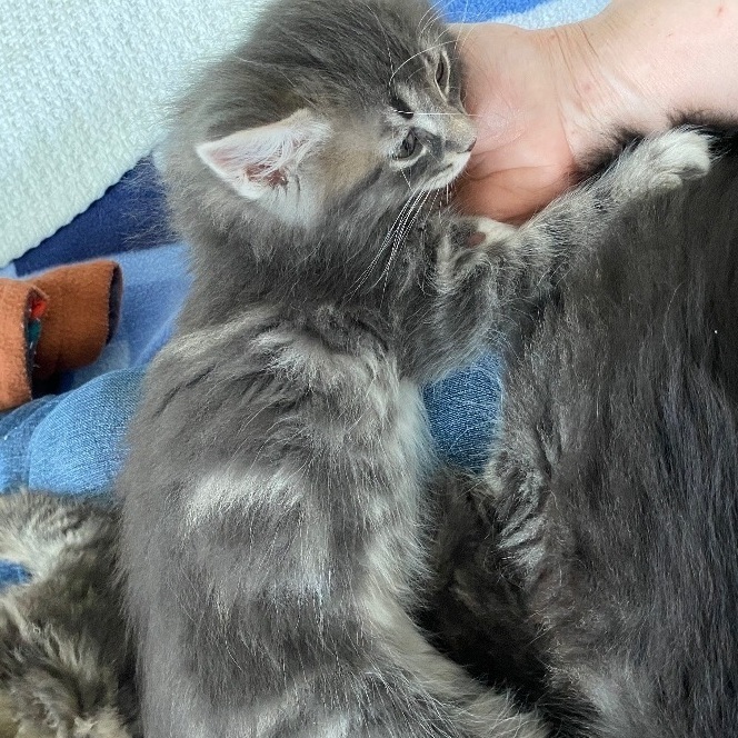 Enlarge Lil Abner, a Adopted Domestic Long Hair in Livonia, MI image 1/4