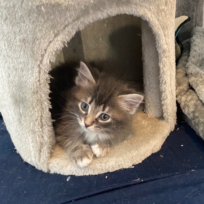 Lil Abner, Adopted, Kitten Male Domestic Long Hair.