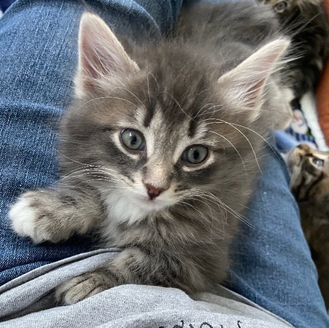 Enlarge Lil Abner, a Adopted Domestic Long Hair in Livonia, MI image 3/4