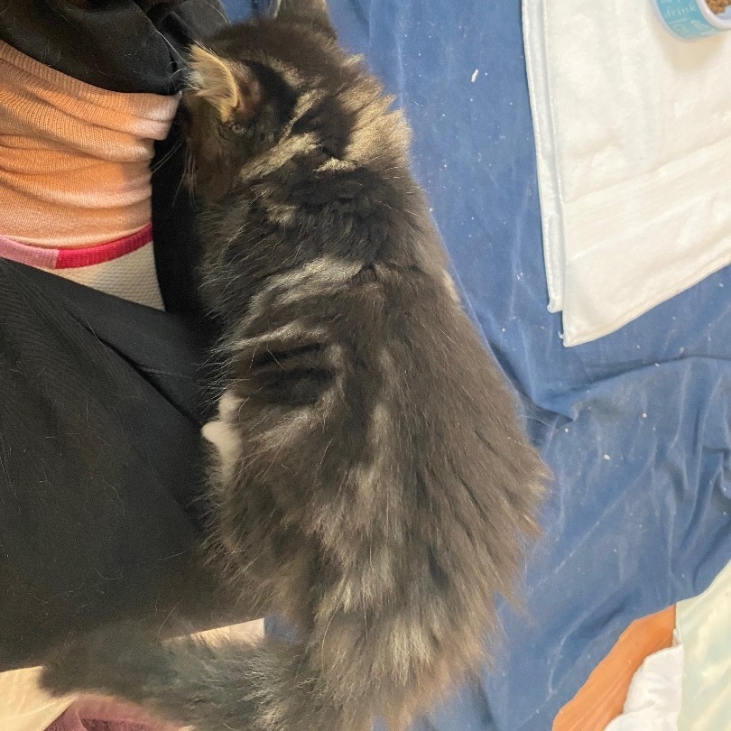 Enlarge Lil Abner, a Adopted Domestic Long Hair in Livonia, MI image 4/4