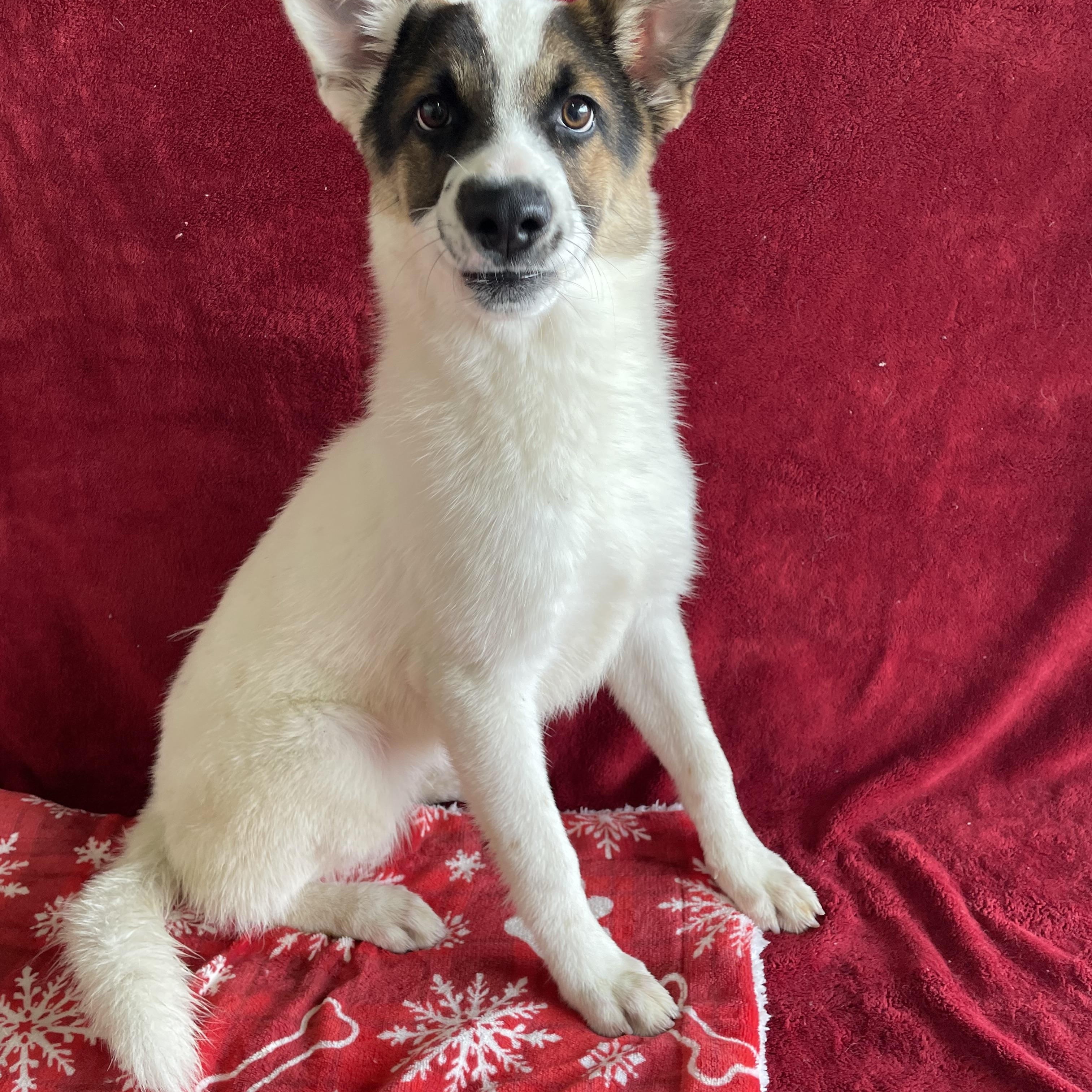 Enlarge Nelson, a Adoptable mixed breed in Phoenix, AZ image 2/4