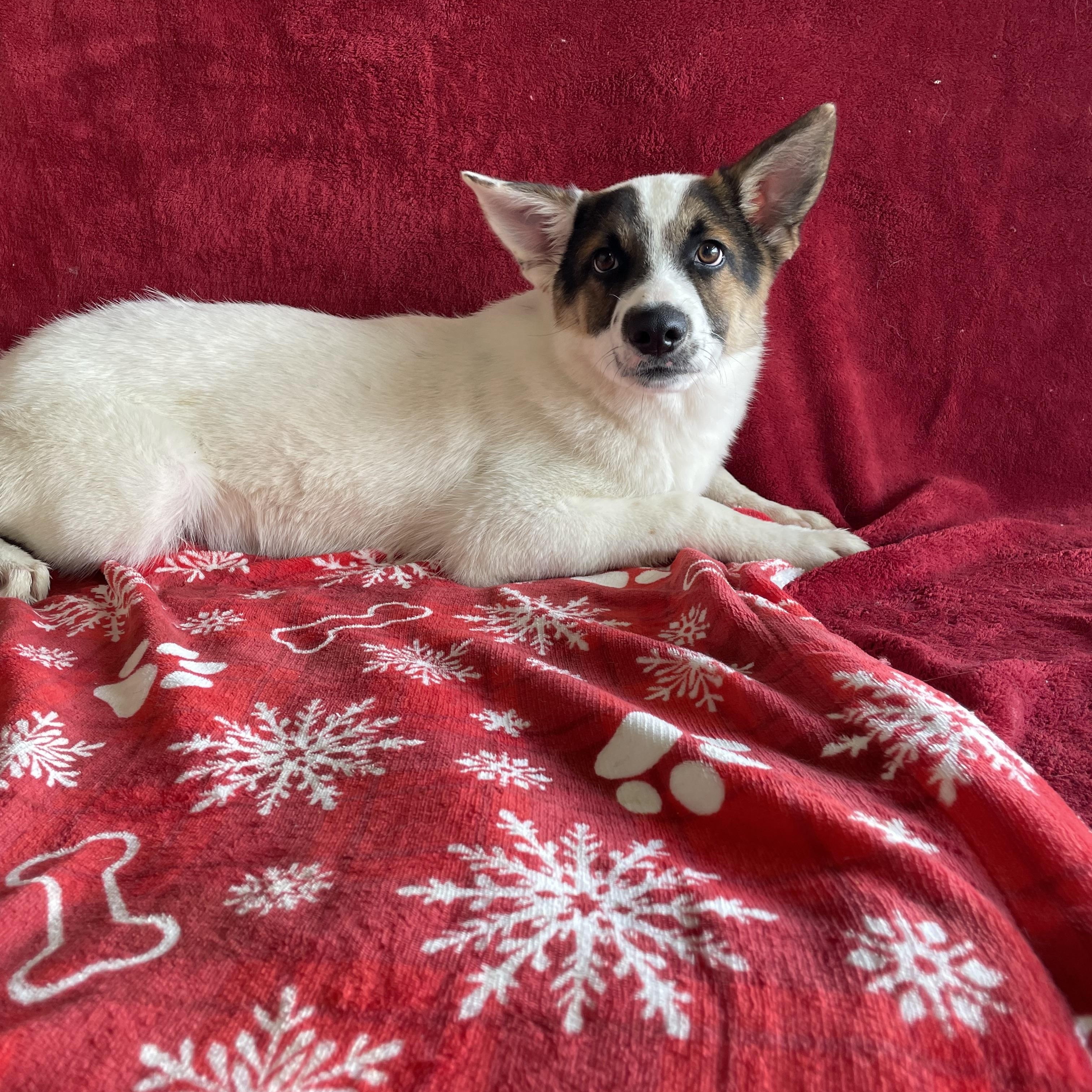 Enlarge Nelson, a Adoptable mixed breed in Phoenix, AZ image 3/4