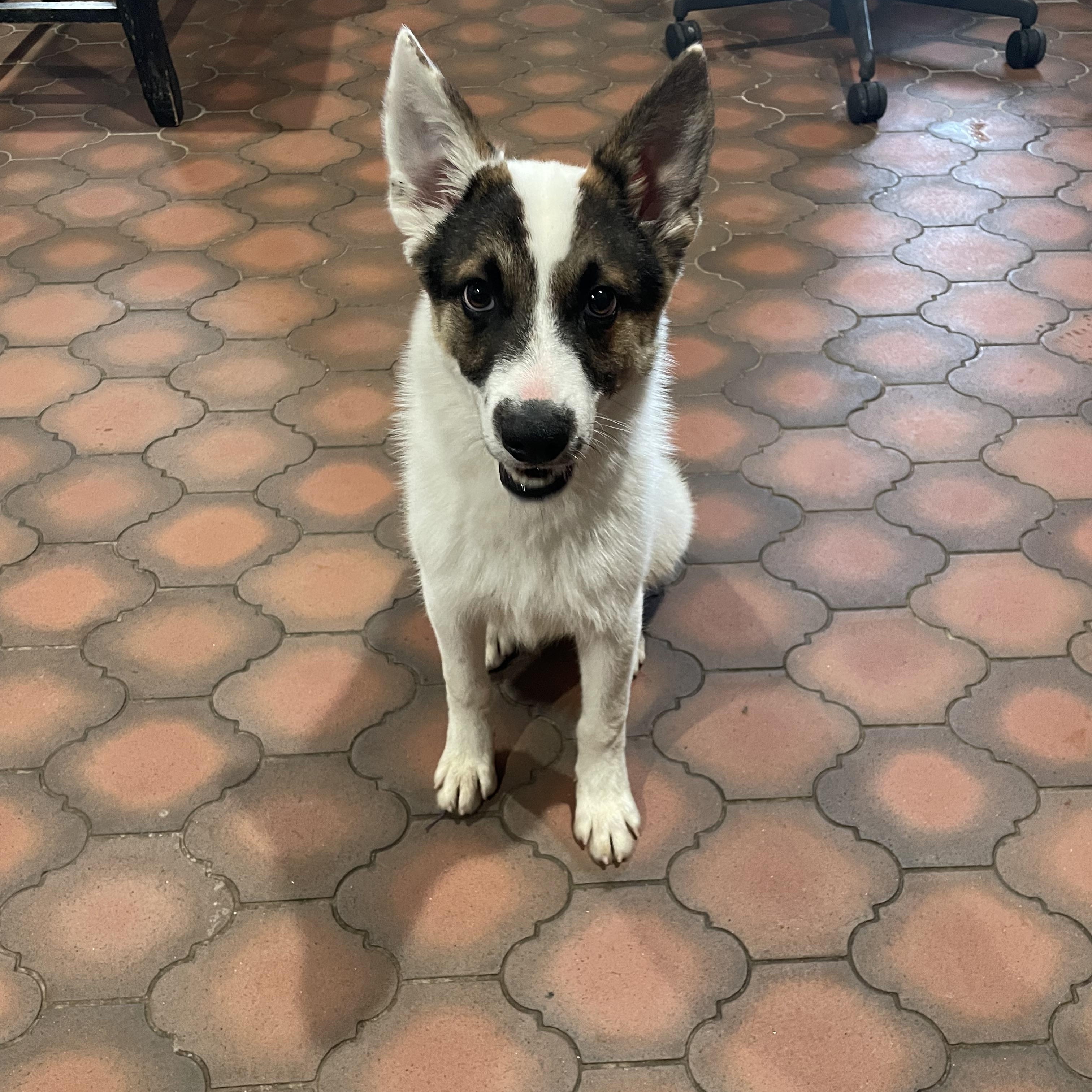 Enlarge Nelson, a Adoptable mixed breed in Phoenix, AZ image 4/4