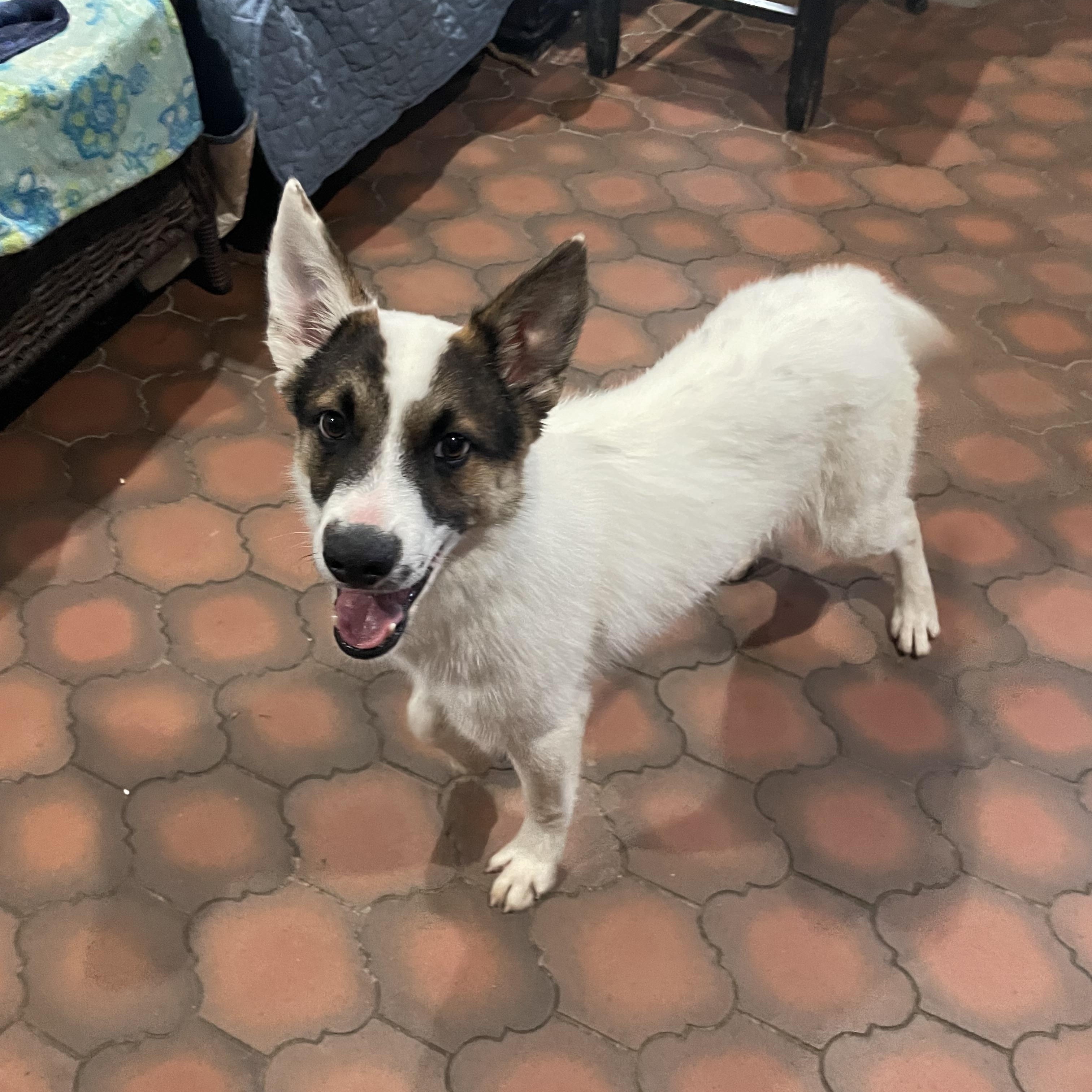 Nelson, Adoptable, Young Male Cattle Dog & Mixed Breed.