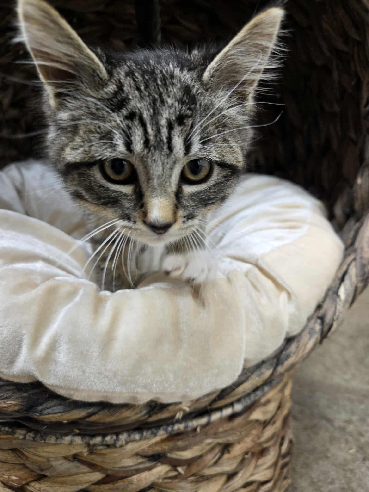 Mercedes, an adoptable Domestic Short Hair in Roosevelt, UT, 84066 | Photo Image 4