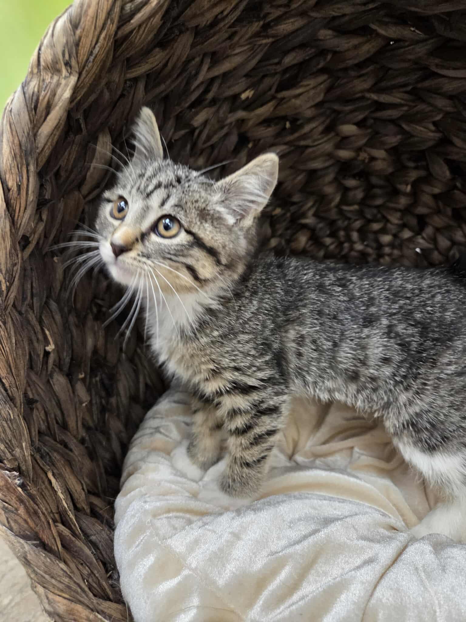 Mercedes, an adoptable Domestic Short Hair in Roosevelt, UT, 84066 | Photo Image 1