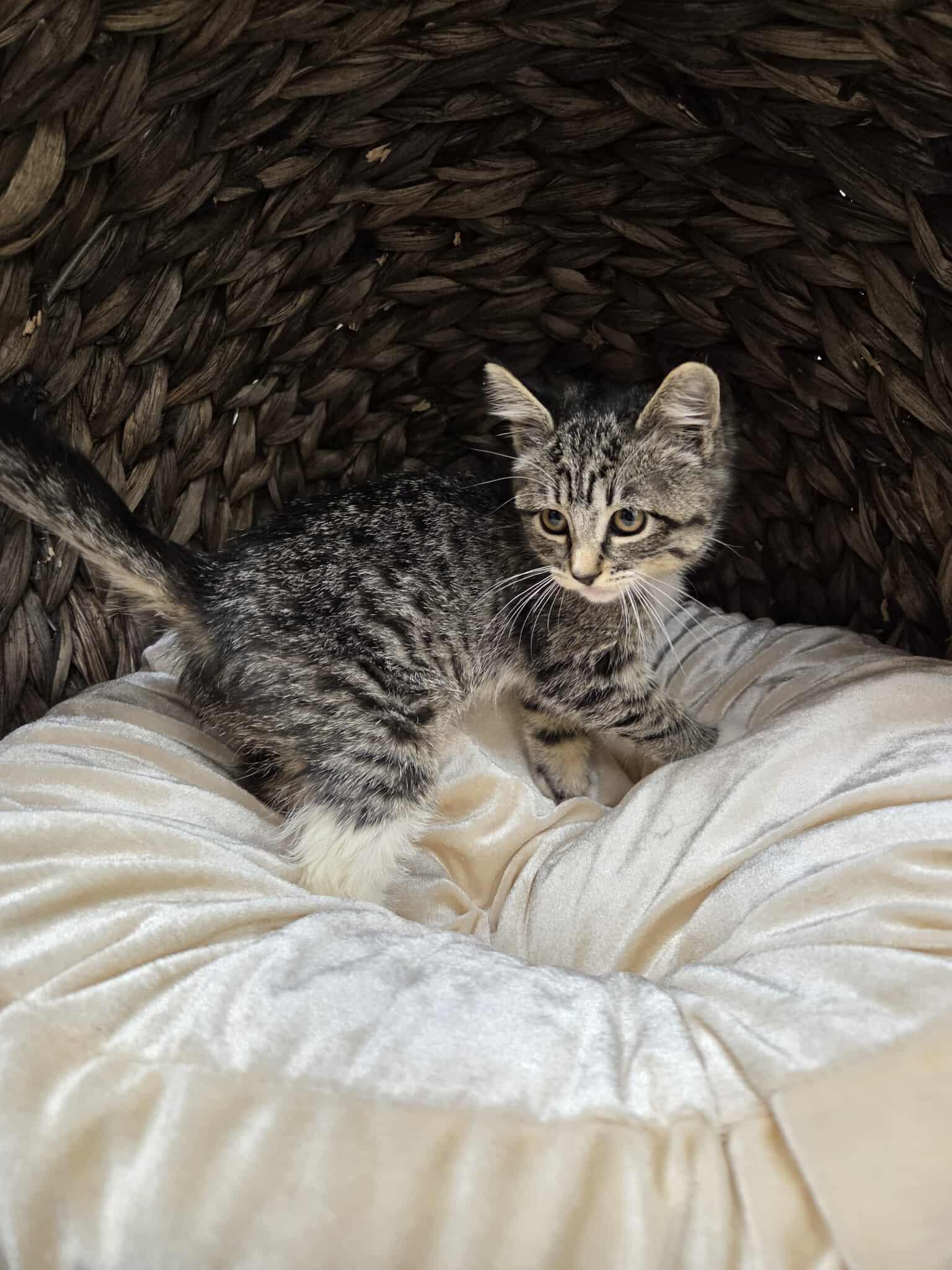 Mercedes, an adoptable Domestic Short Hair in Roosevelt, UT, 84066 | Photo Image 3