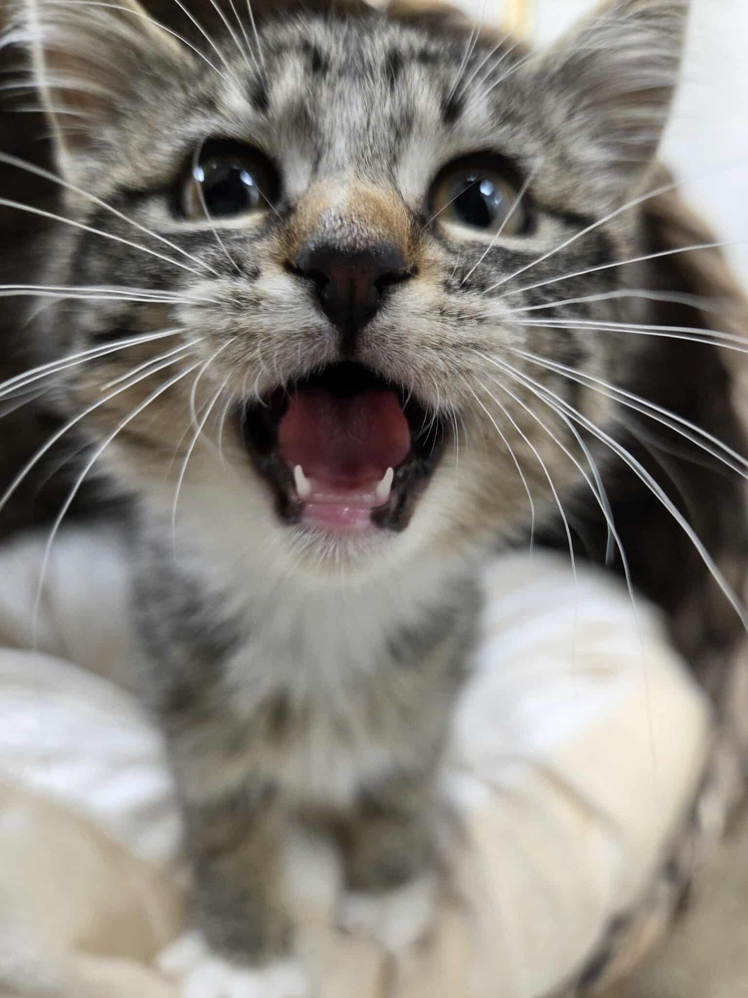 Mercedes, an adoptable Domestic Short Hair in Roosevelt, UT, 84066 | Photo Image 2