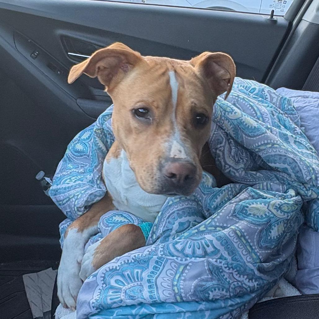 MJ, Adoptable, Adult Female Pit Bull Terrier & Hound.