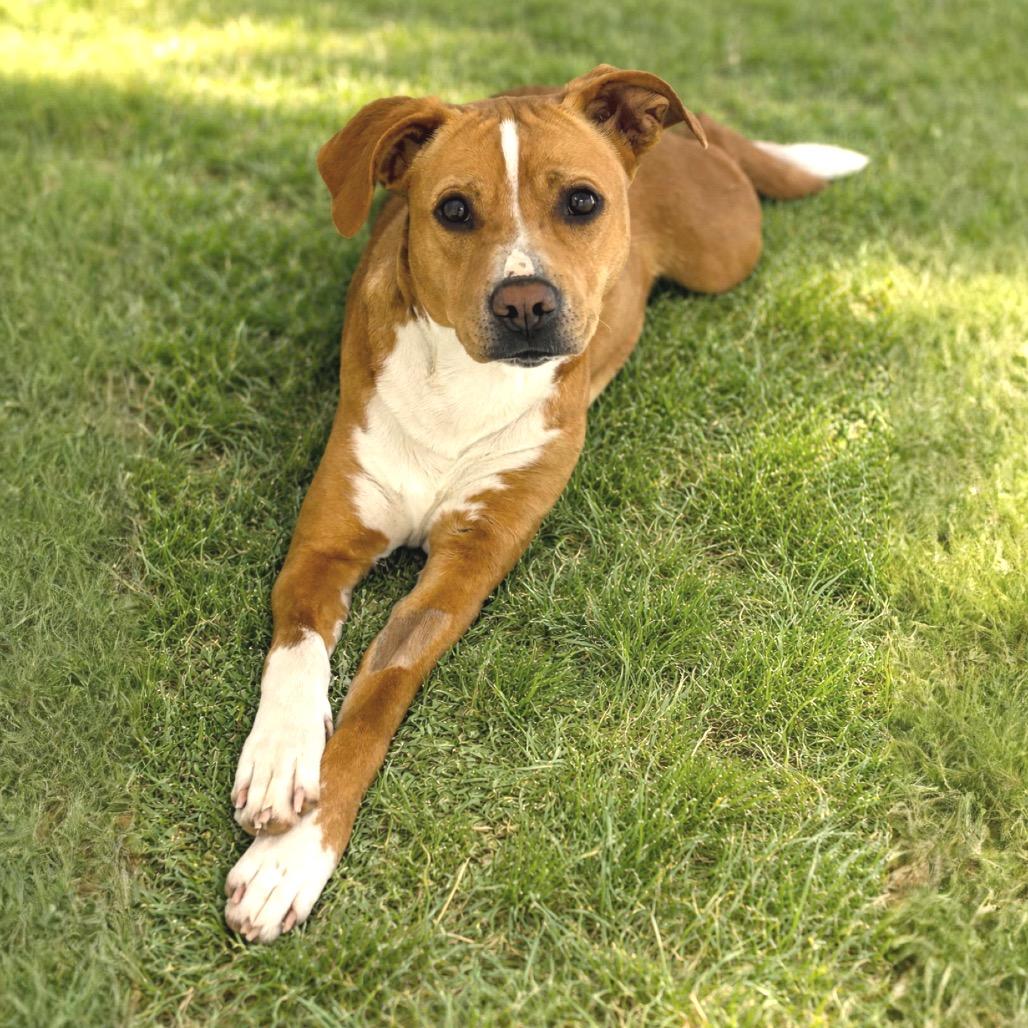 Enlarge MJ, a Adoptable mixed breed in Morganton, NC image 2/5
