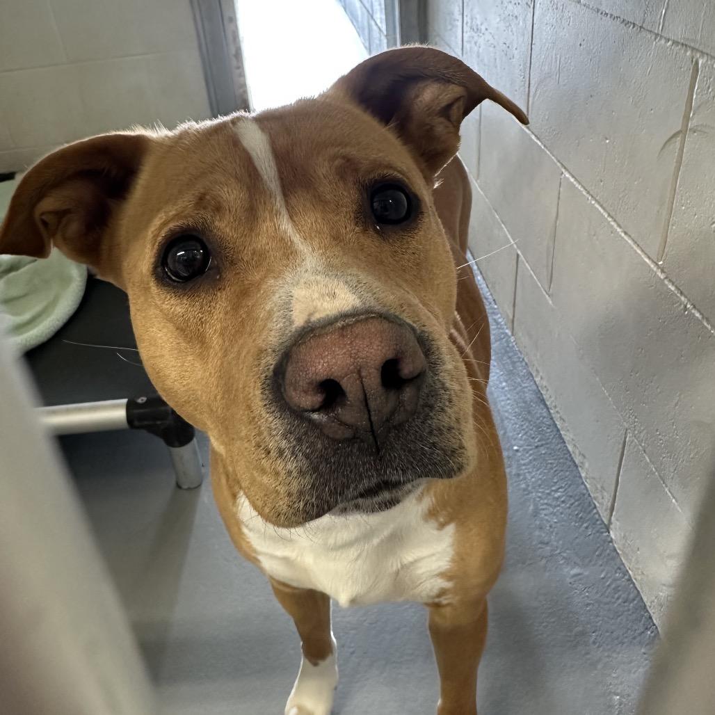 Enlarge MJ, a Adoptable mixed breed in Morganton, NC image 2/4