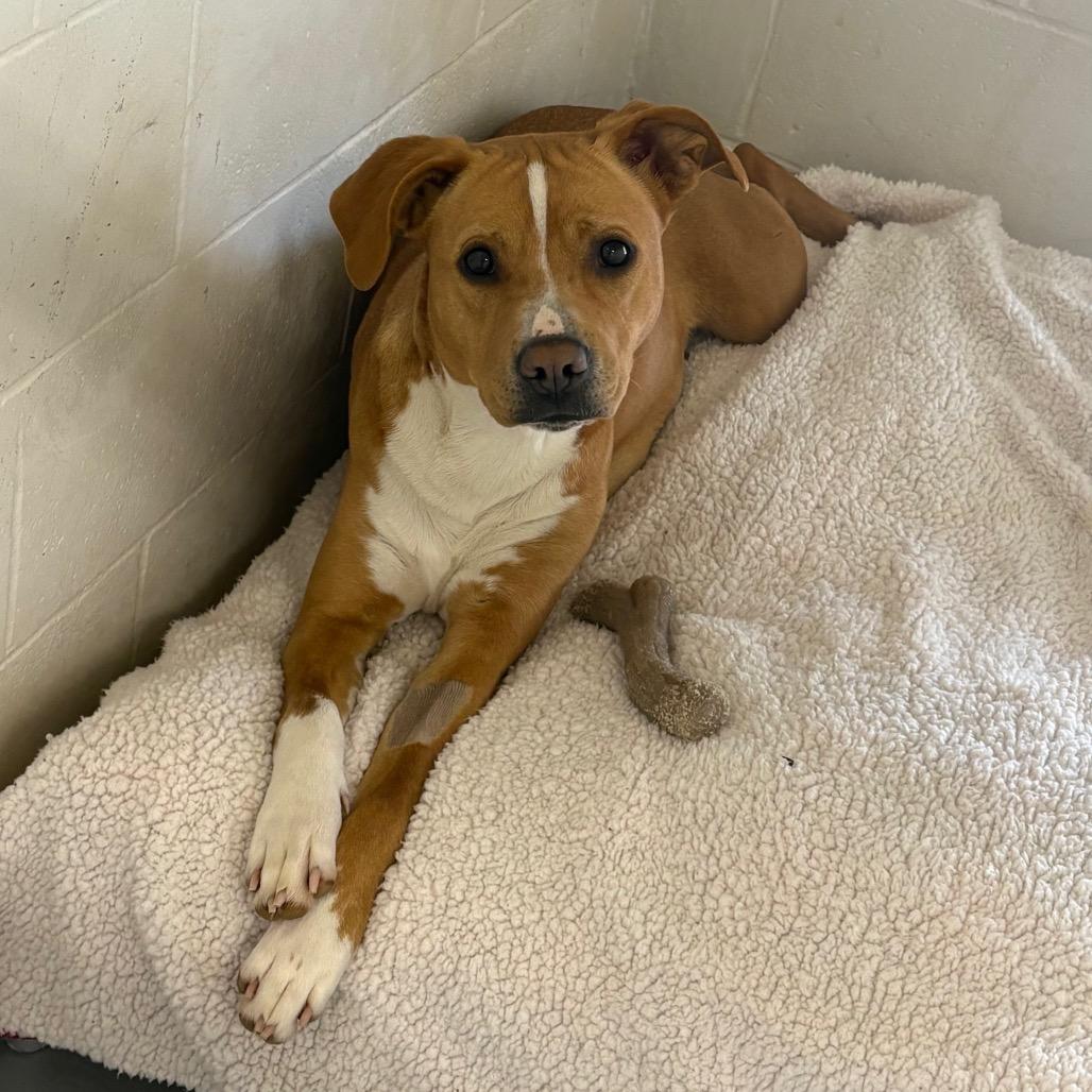 Enlarge MJ, a Adoptable mixed breed in Morganton, NC image 3/4