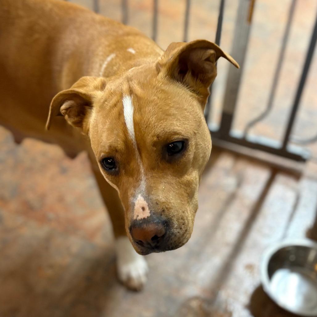 Enlarge MJ, a Adoptable mixed breed in Morganton, NC image 4/4