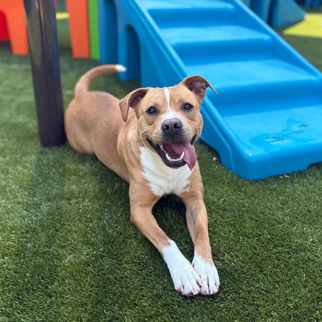 Enlarge MJ, a Adoptable mixed breed in Morganton, NC image 6/6