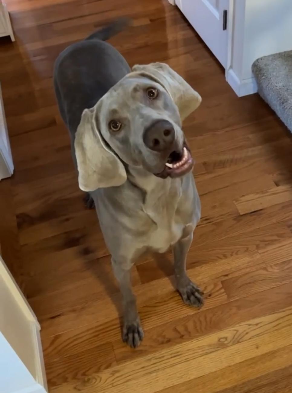 Stella, Adult Female Weimaraner