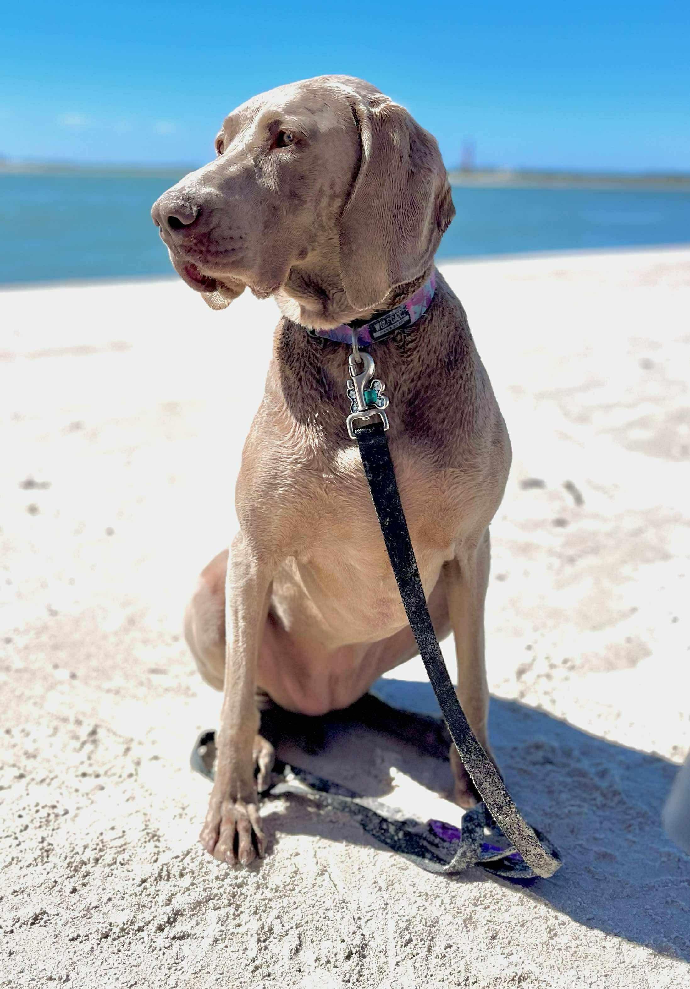 Stella photo 2