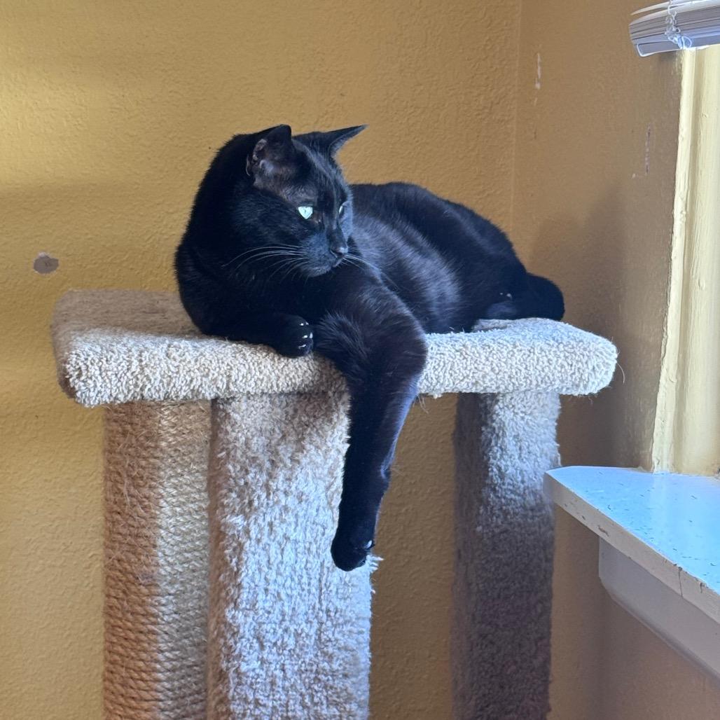 Enlarge Blackie, a ADOPTABLE Domestic Short Hair in Fenton, MI image 2/2