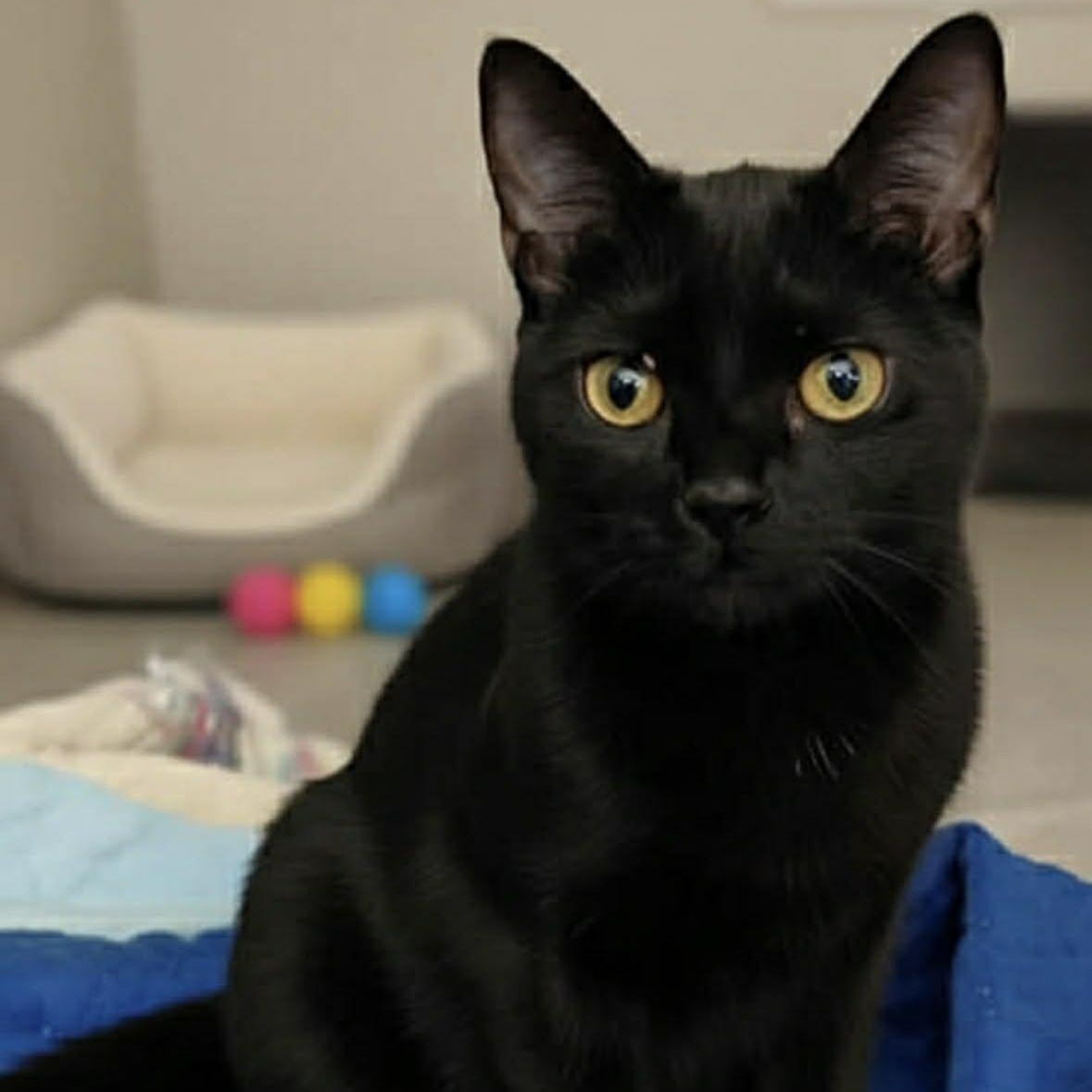 Calvin — thumbnail 3