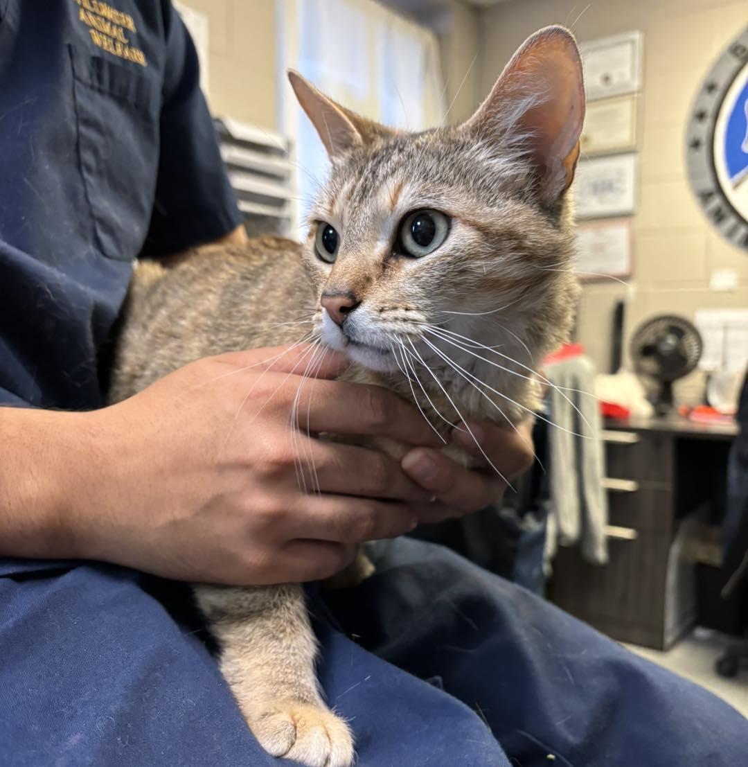 Enlarge Paige, a ADOPTABLE Domestic Short Hair in Stillwater, OK image 1/1