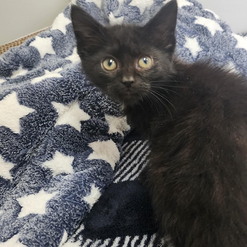 Vanta, a Adoptable Domestic Short Hair in Toledo, OH image 1/2