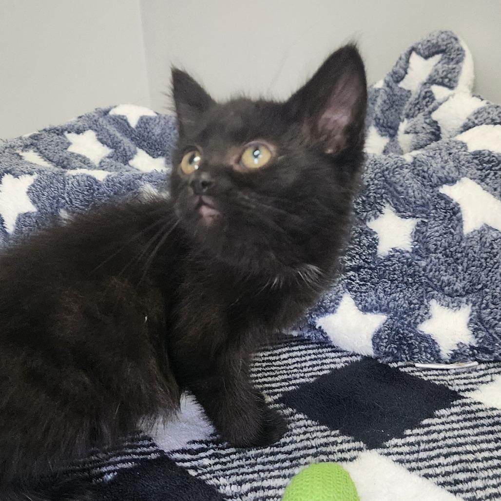 Vanta, a Adoptable Domestic Short Hair in Toledo, OH image 2/2