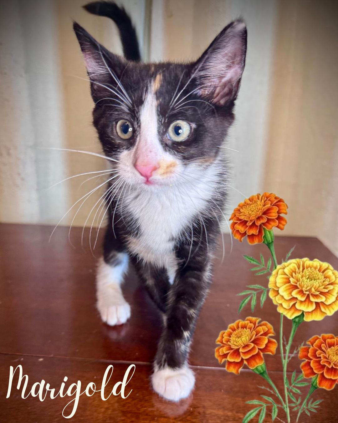 Enlarge Marigold, a ADOPTABLE Domestic Short Hair in Avoca, PA image 1/2
