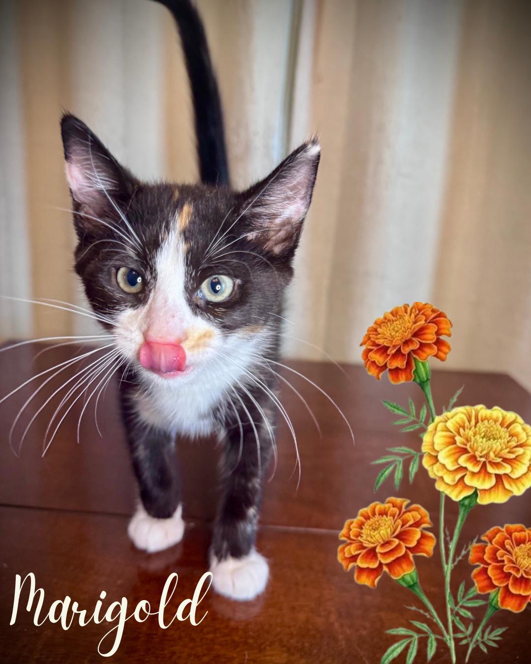 Enlarge Marigold, a ADOPTABLE Domestic Short Hair in Avoca, PA image 2/2