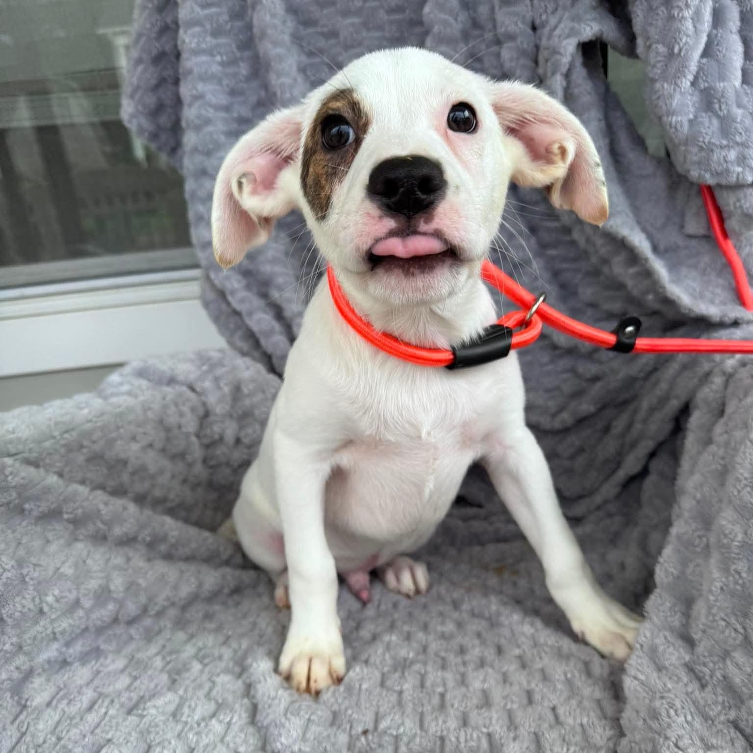 Jesse, ADOPTABLE, Puppy Male Hound.