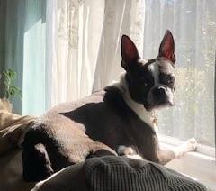Linus, a Adopted Boston Terrier in Moyock, NC image 1/5