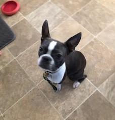 Linus, Adopted, Young Male Boston Terrier.