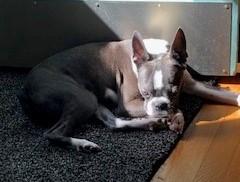 Linus, a Adopted Boston Terrier in Moyock, NC image 3/5