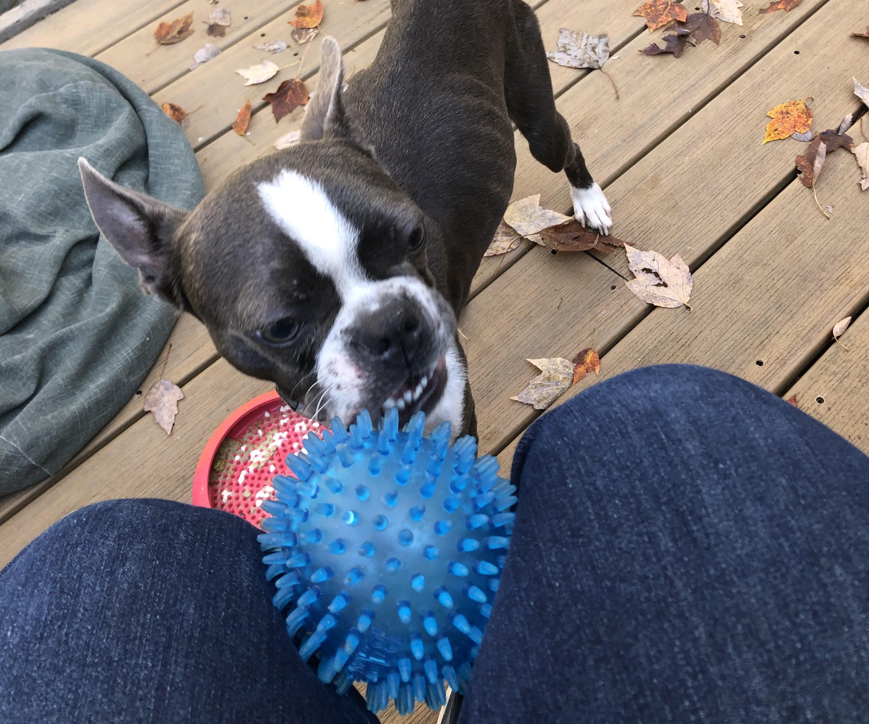 Linus, Adopted, Young Male Boston Terrier.