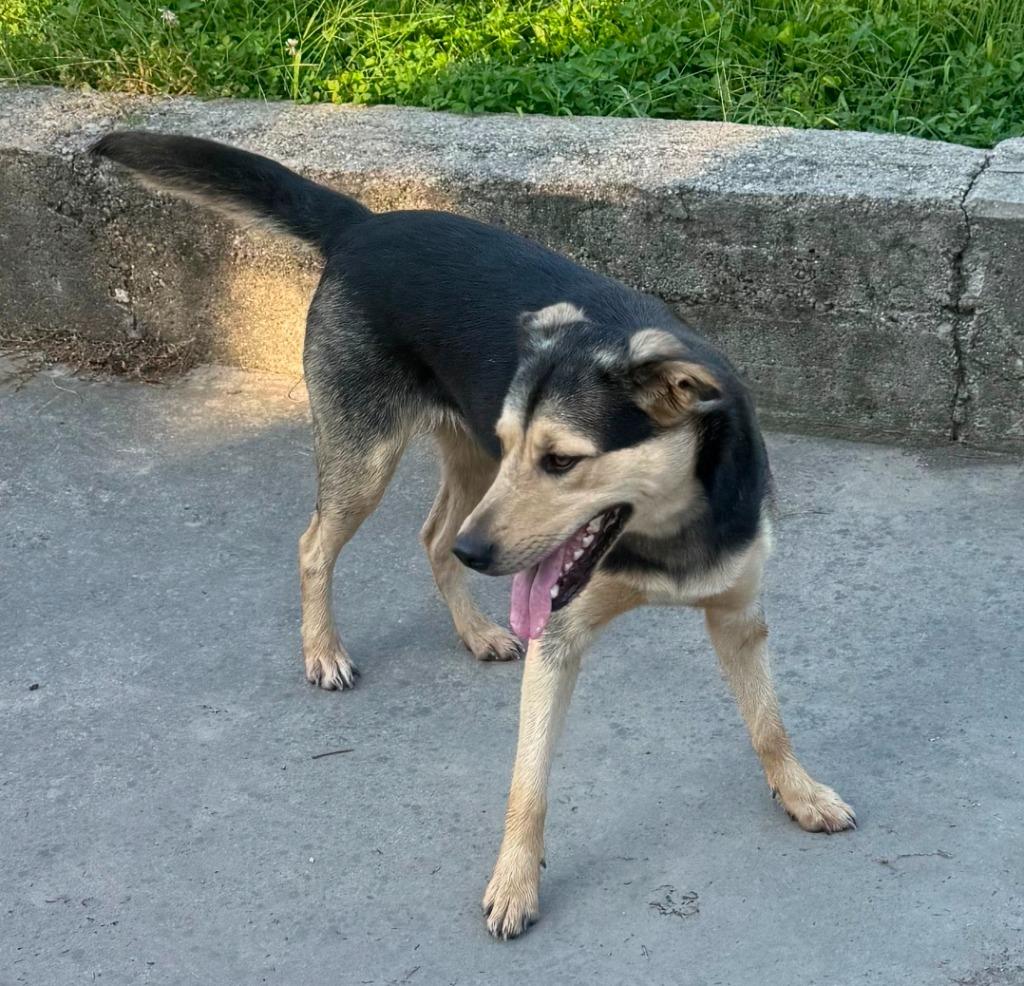 Kode, Adoptable, Young Female Labrador Retriever.