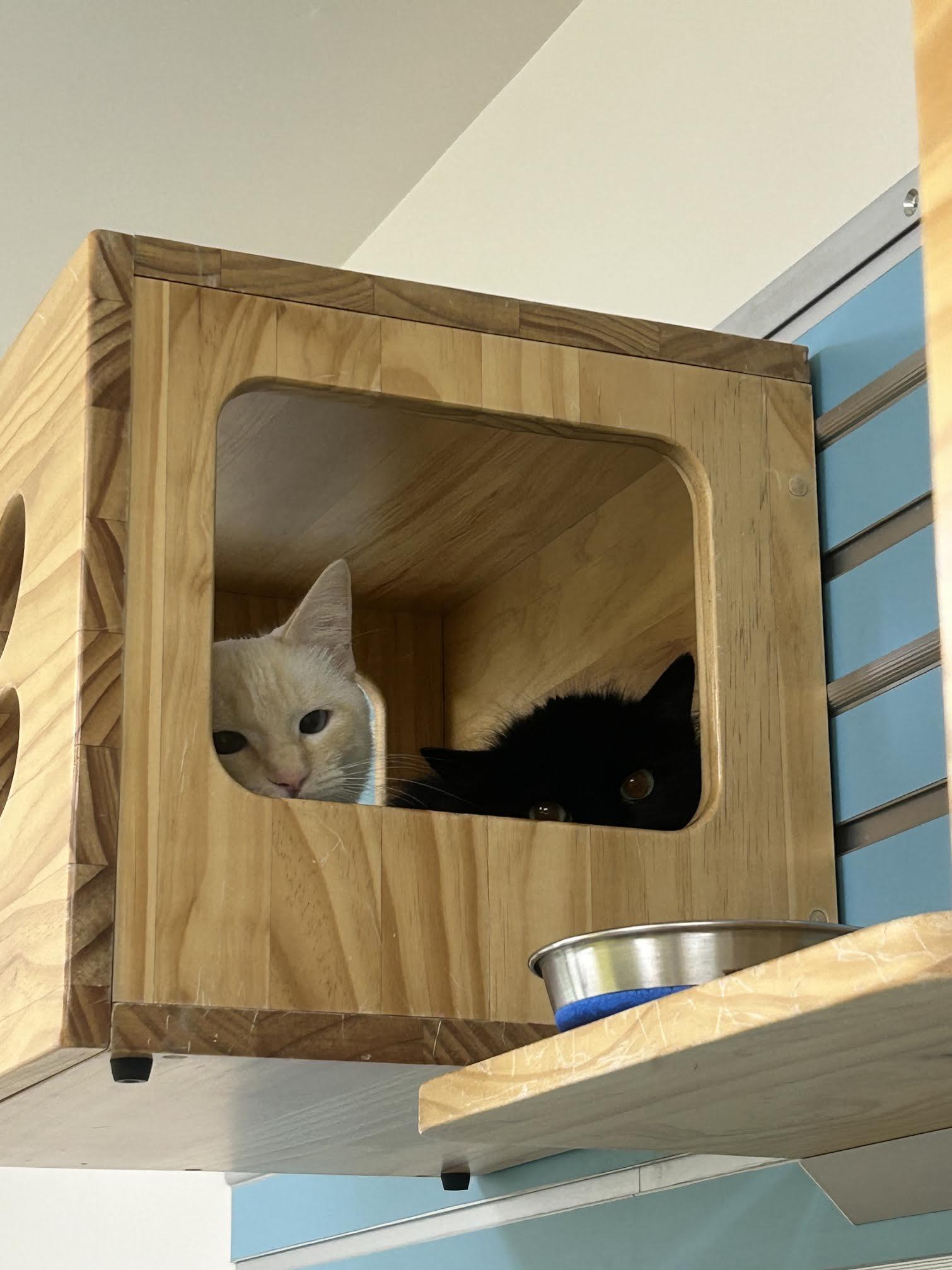 Pearl, a Adoptable Domestic Short Hair in Homer, AK image 2/5