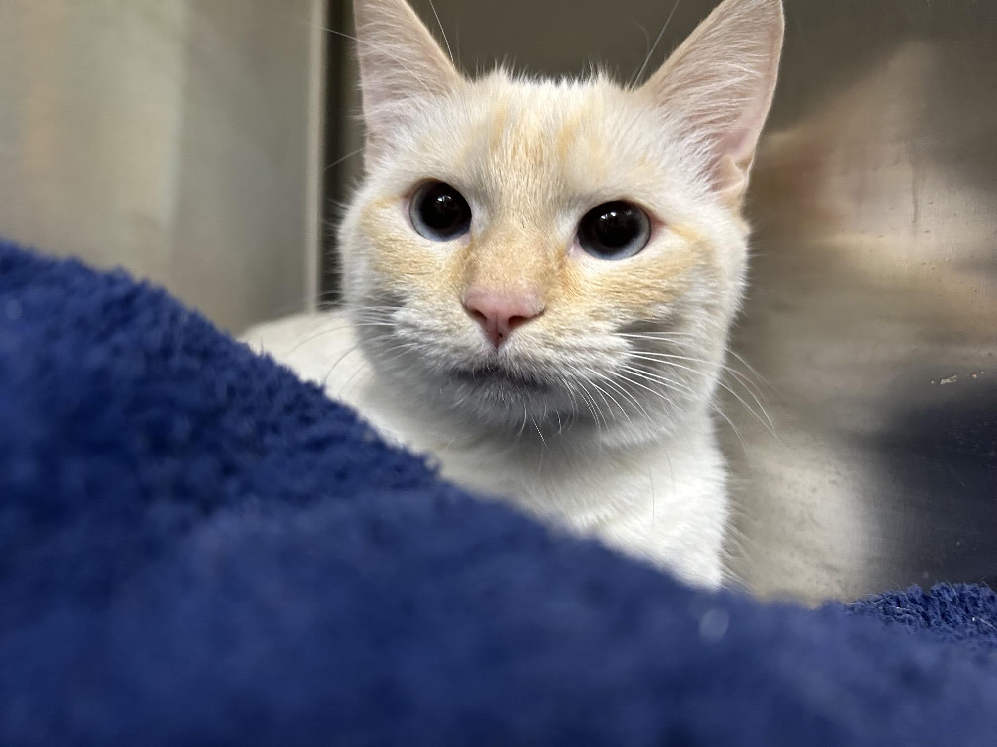 Pearl, a Adoptable Domestic Short Hair in Homer, AK image 1/5