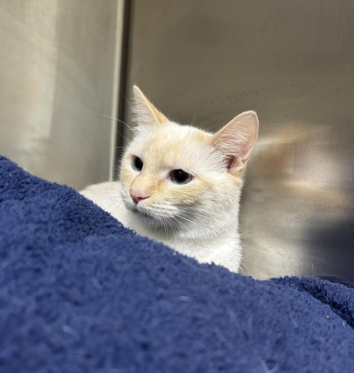 Pearl, a Adoptable Domestic Short Hair in Homer, AK image 4/5