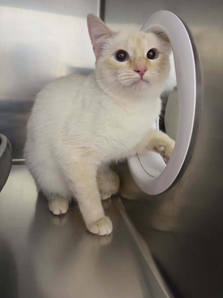 Pearl, a Adoptable Domestic Short Hair in Homer, AK image 5/5