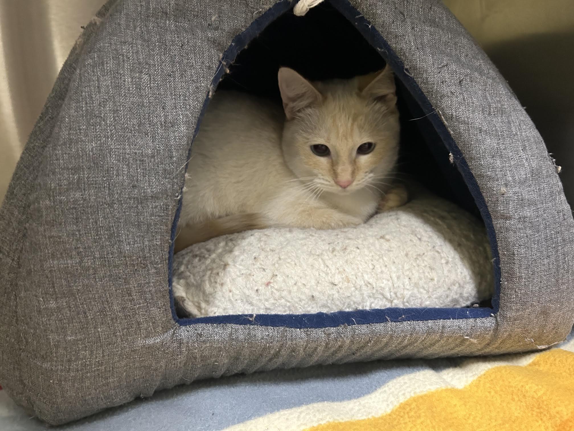 Pearl, a Adoptable Domestic Short Hair in Homer, AK image 3/5