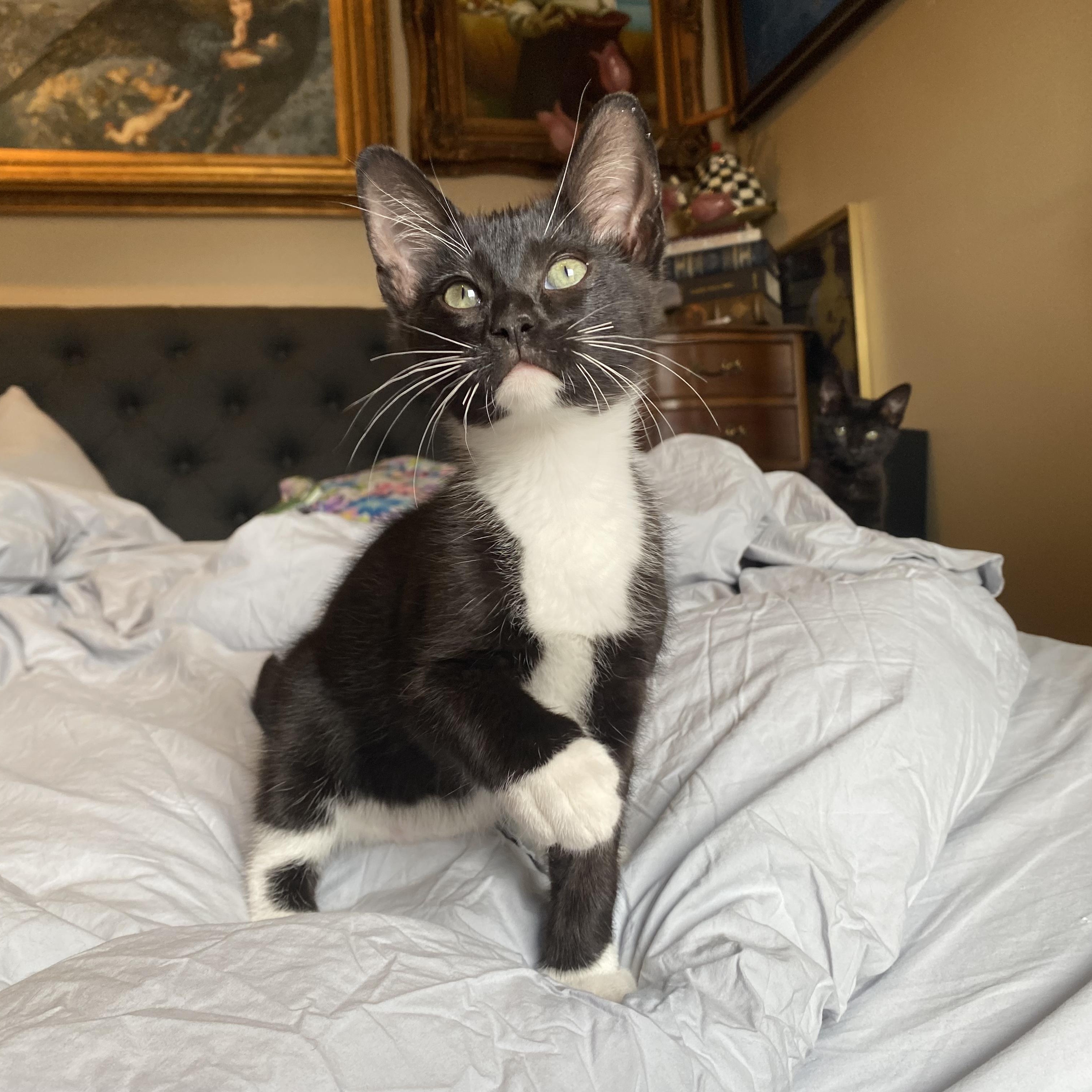 Remy Winston, Adopted, Kitten Male Tuxedo.