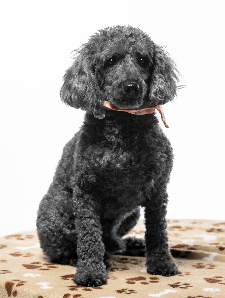 Enlarge Pierre, a Adoptable mixed breed in Cookeville, TN image 1/5