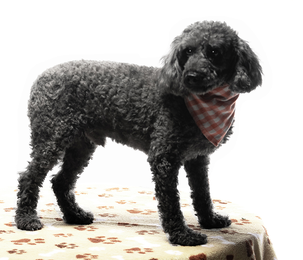 Enlarge Pierre, a Adoptable mixed breed in Cookeville, TN image 2/5