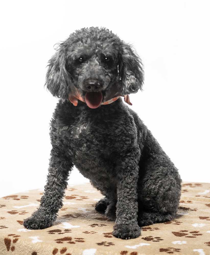 Enlarge Pierre, a Adoptable mixed breed in Cookeville, TN image 3/5