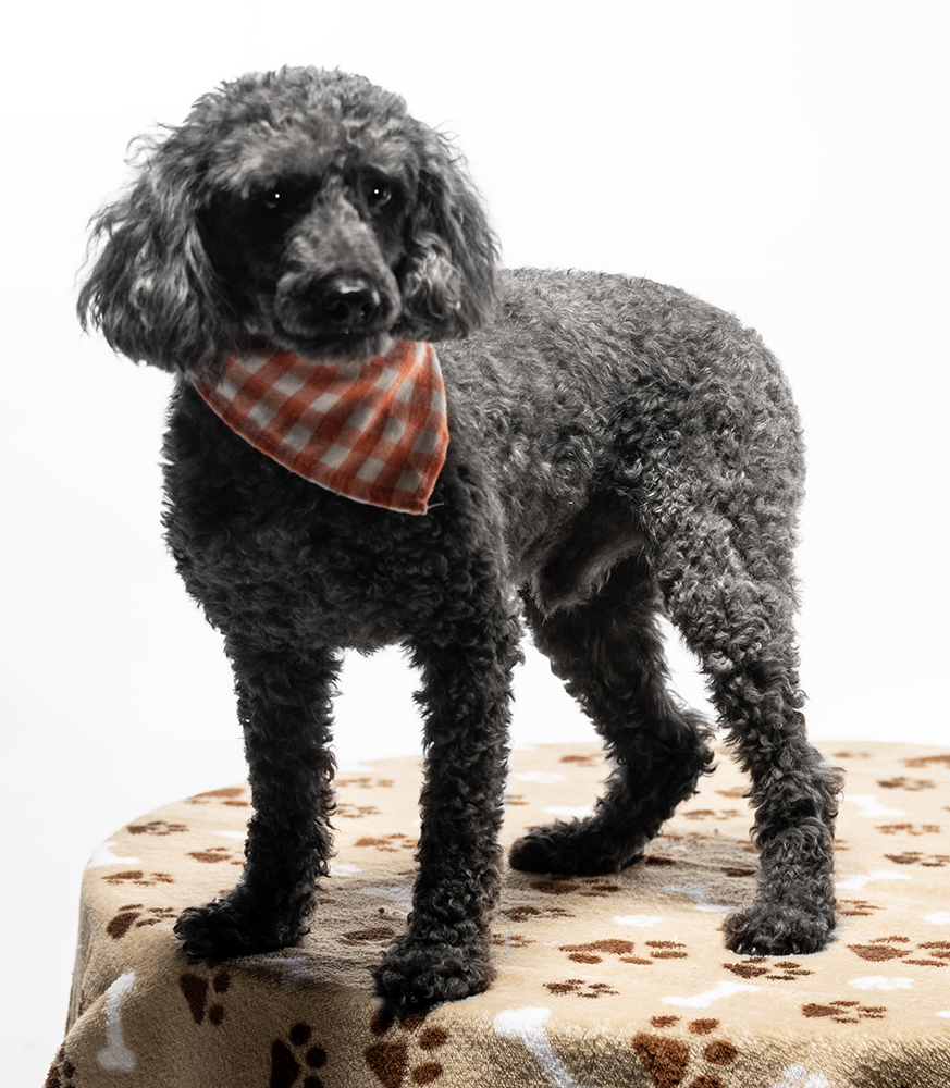 Enlarge Pierre, a Adoptable mixed breed in Cookeville, TN image 4/5